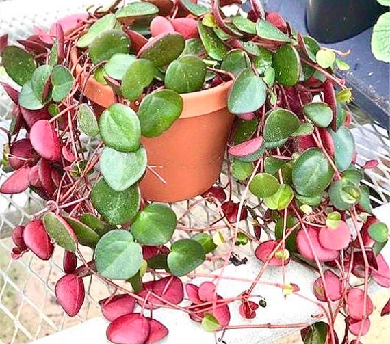 Ruby Cascade Peperomia: Potted Succulent or Cuttings - Etsy