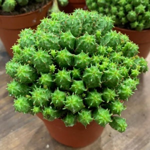 2", 4”, 6” Pot of Mammillaris Monstrosa Succulent Plant