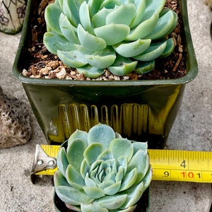 2, 4, 6, 8 Pot of Echeveria Elegans Mexican Snow Ball, Mexican Gem White Mexican Rose Succulent Plant image 3