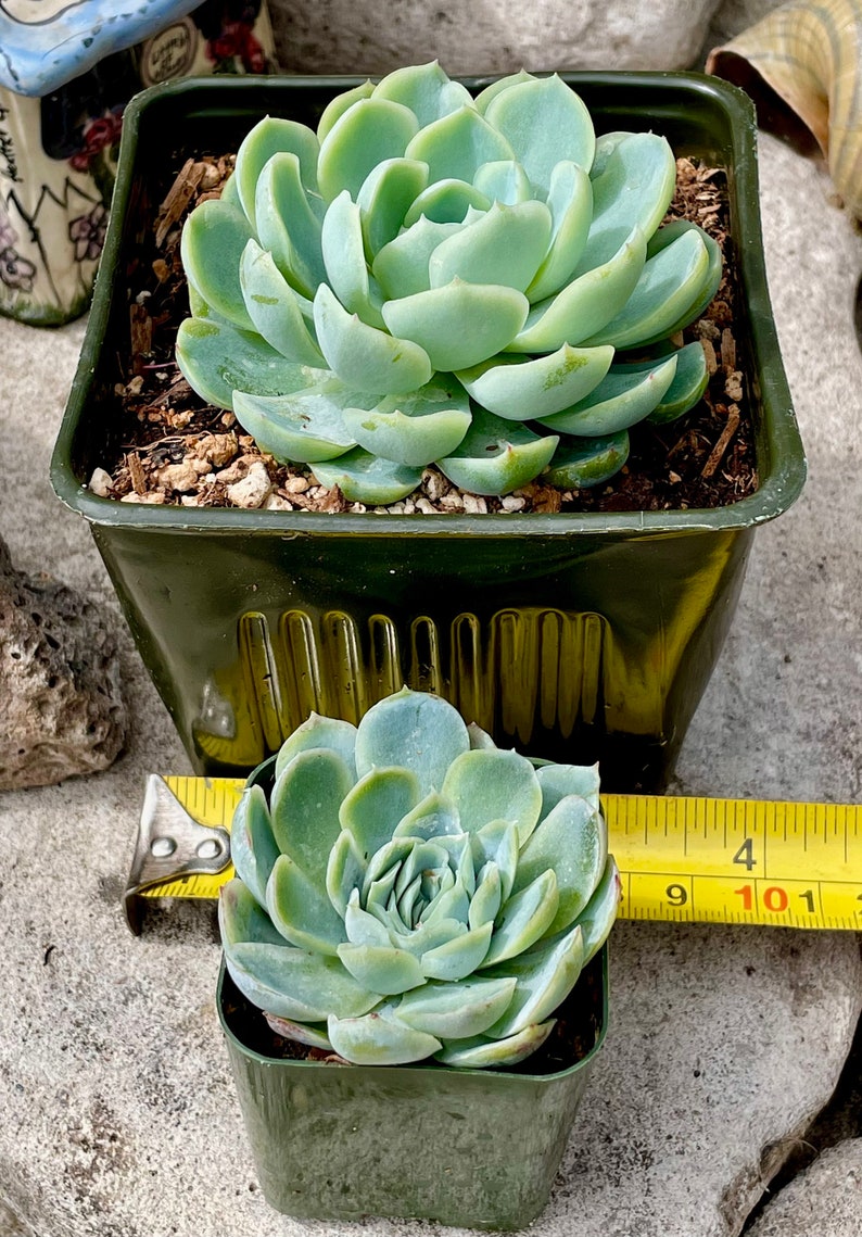 2, 4, 6, 8 Pot of Echeveria Elegans Mexican Snow Ball, Mexican Gem White Mexican Rose Succulent Plant image 3