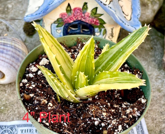 aloe vera haworthia Haworthia Fasciata Mutated  Succulentasia