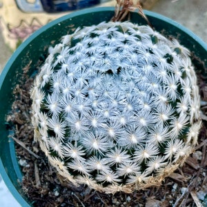 2, 4 Pot of Mammillaria Duwei Cactus Cacti Succulent Real Live Cactus Plant Shipped in a Pot image 6
