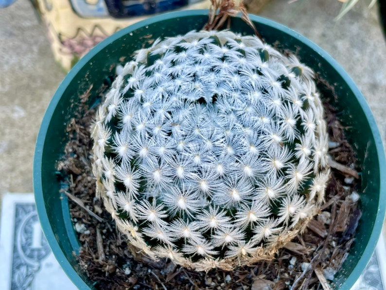 2, 4 Pot of Mammillaria Duwei Cactus Cacti Succulent Real Live Cactus Plant Shipped in a Pot image 6