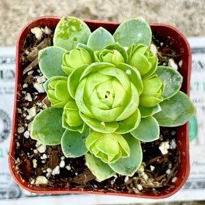 2”, 4&quot; Pot of Mountain Rose Greenovia Dodrentalis Succulent Plant