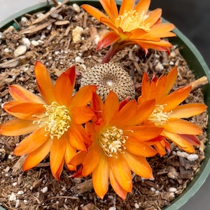 2&quot; Pot of Rebutia Heliosa Mini Cactus Plant Rare Cactus