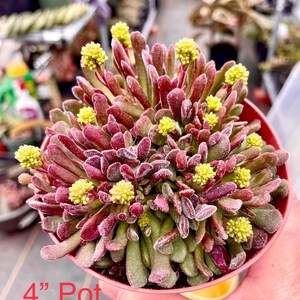 2", 4” Pot of Crassula Pubescens ssp. pubescens Dwarf Succulent Plant