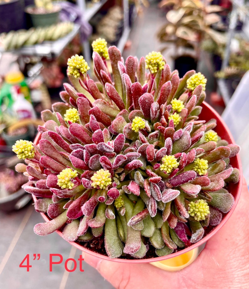 2, 4 Pot of Crassula Pubescens ssp. pubescens Dwarf Succulent Plant image 1
