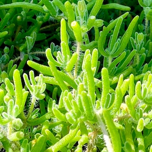 4&quot;, 6&quot; Pot of Hardy Ice Plant, Delosperma Cooperi, Pink Flowers, Groundcover Succulent Plant