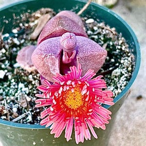 4&quot; Pot of Purple Split Rock Pleiospilos Nelii Royal Flush Succulent Plant