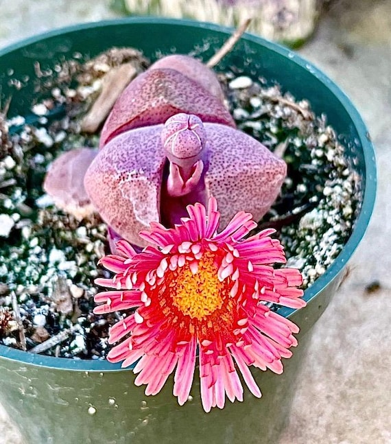 4" Pot of Purple Split Rock Pleiospilos Nelii Royal Flush Succulent Plant -  Etsy