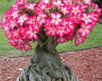 4" Pot of Tall Adenium Desert Rose Stump Sabi star Mock azalea Impala Lily