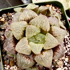 May include: A close-up of a Haworthia succulent plant in a square green pot. The plant has translucent, triangular leaves with dark green and reddish-brown markings. The soil is covered with small pebbles and white granules.