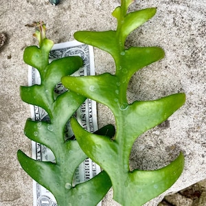 Fishbone Cactus Cuttings: Epiphyllum Anguliger, Ric Rac, Zigzag - 6” Unrooted