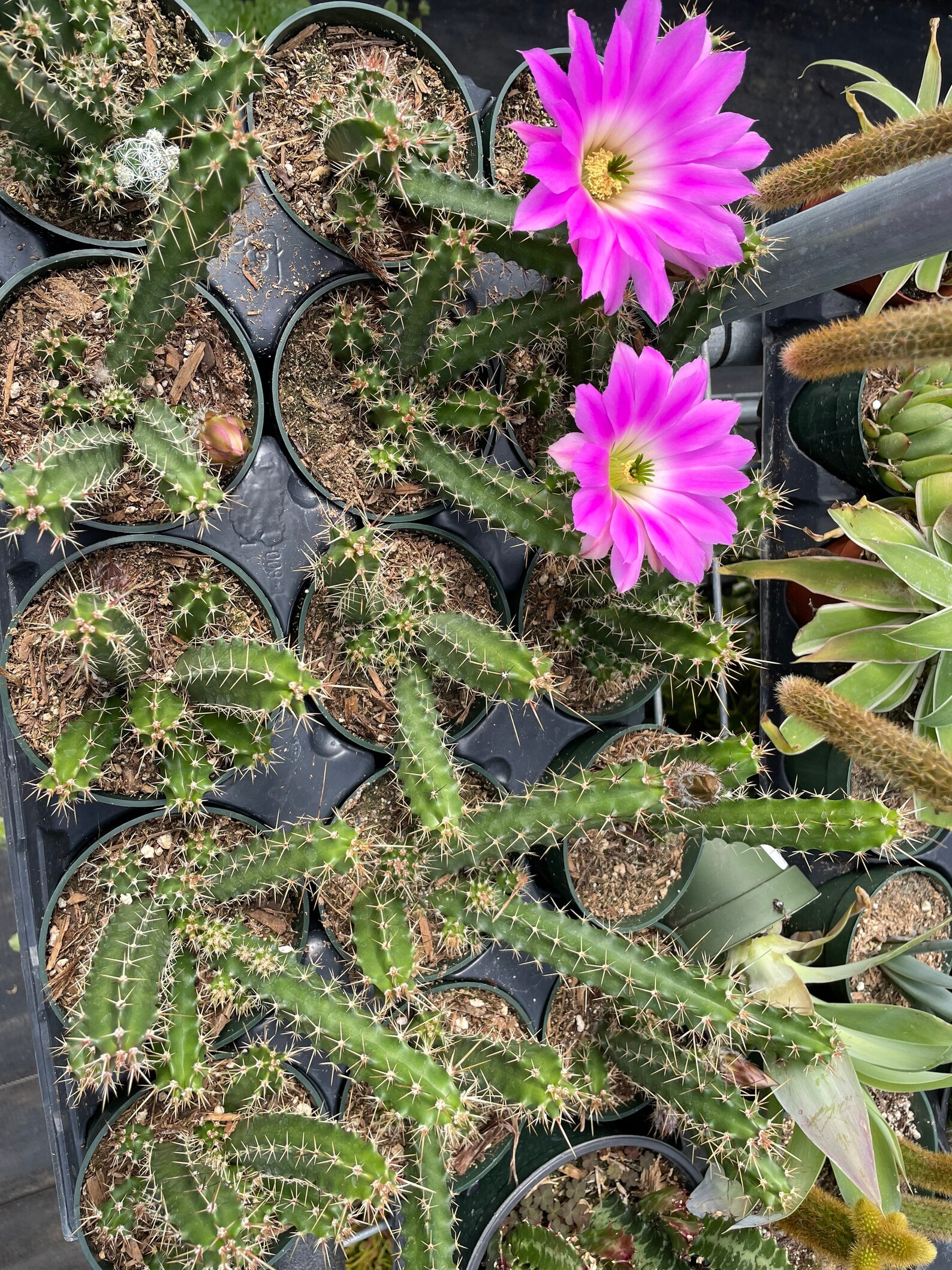 2 4 Pot of Lady Finger Cactus Etsy