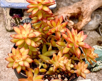 2”, 4" Pot of Sedum Shooting Star Succulent Plant