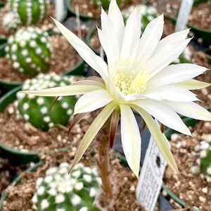 2, 4 Pot of Echinopsis Subdenudata Easter Lily Cactus Dominos Cactus Live Plant image 4