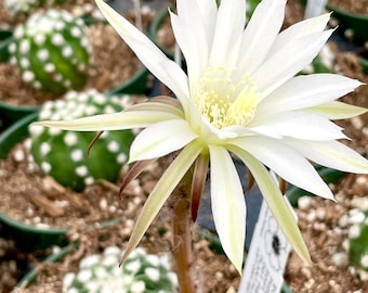 May include: A white cactus flower with a yellow center blooms in a pot with brown soil. The flower has many petals and is surrounded by other cacti.