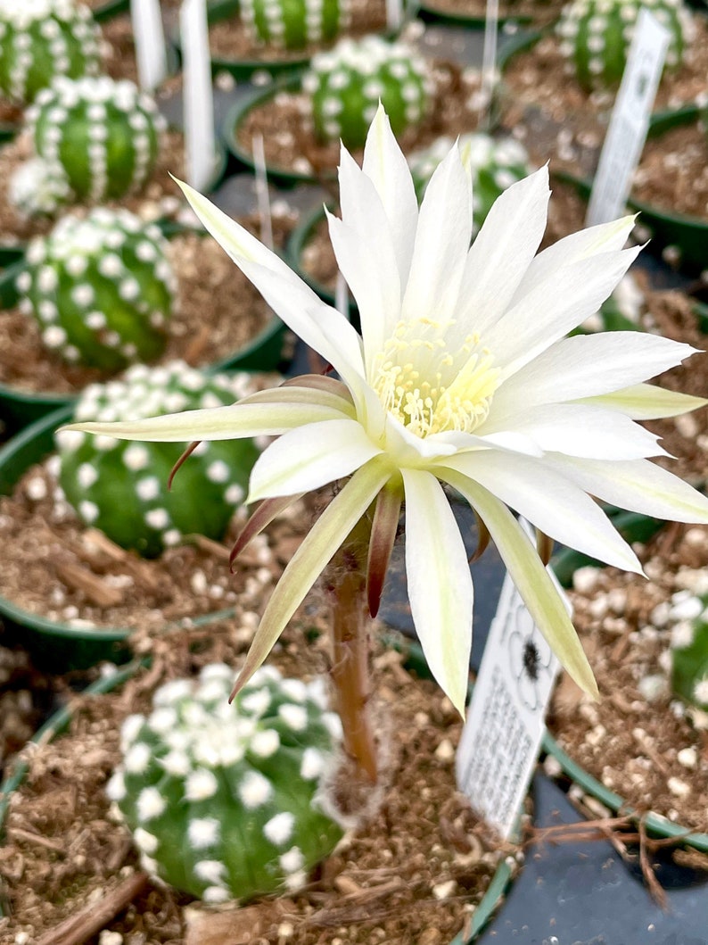 2, 4 Pot of Echinopsis Subdenudata Easter Lily Cactus Dominos Cactus Live Plant image 4