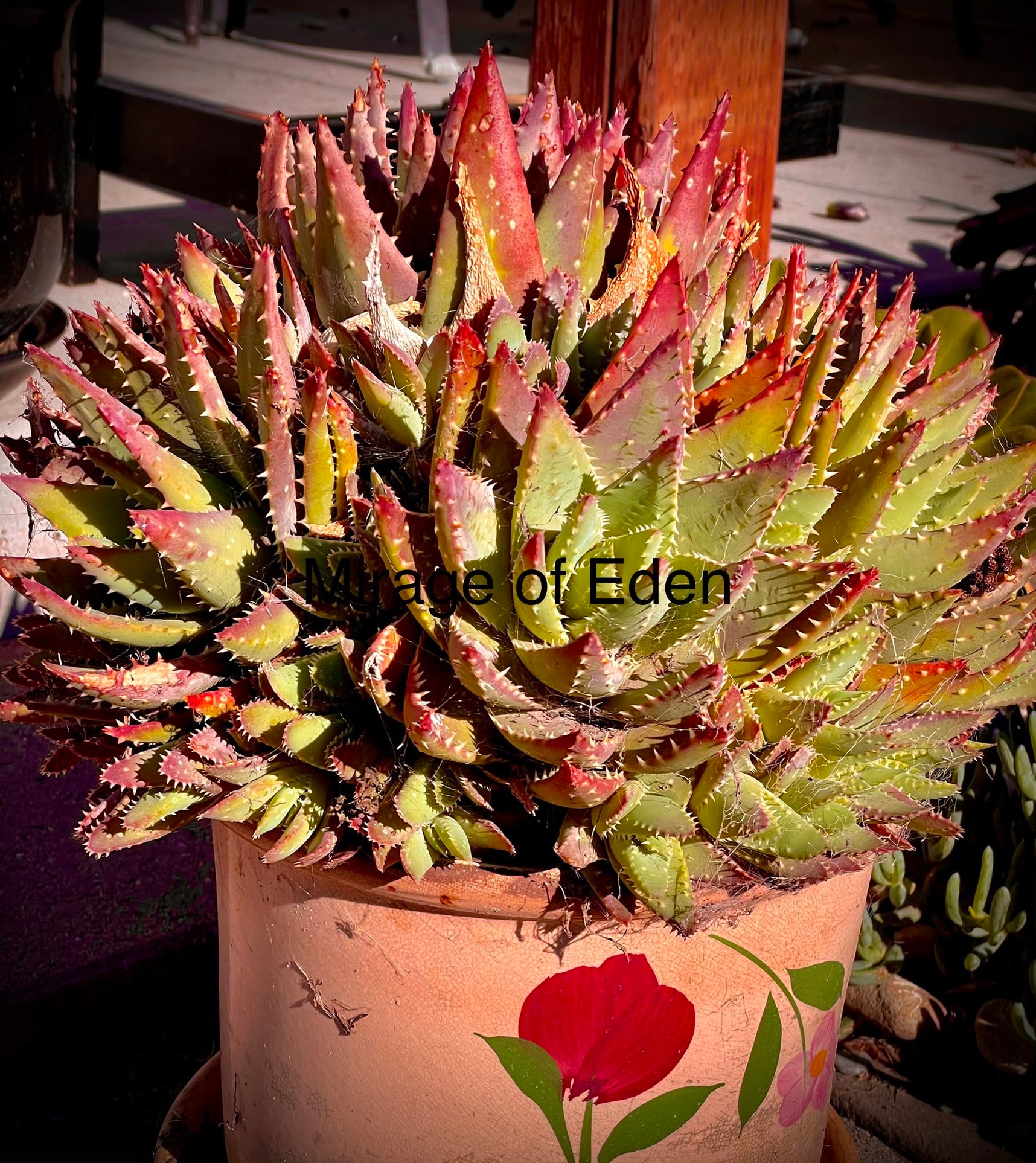 kunst aloe vera Abstract Aloe Vera Plant Graphic Art main image 1