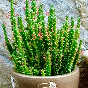2”, 4&quot;, 6” Pot of Eve&#39;s Pin Needle Cactus