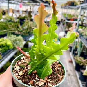 4&quot; Fishbone Cactus - Epiphyllum Ric Rac Zigzag Plants