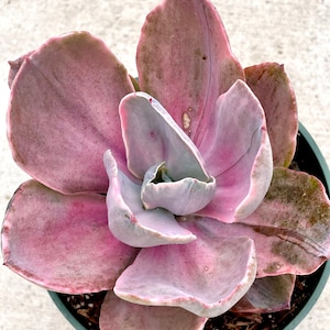 2” 4&quot; Pot of Echeveria Decora Variegated Pink Rosette Succulent PlantShipped Bare Roots