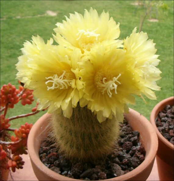 monkey cactus Cactus Cleistocactus colademononisMonkey Tail Cactus