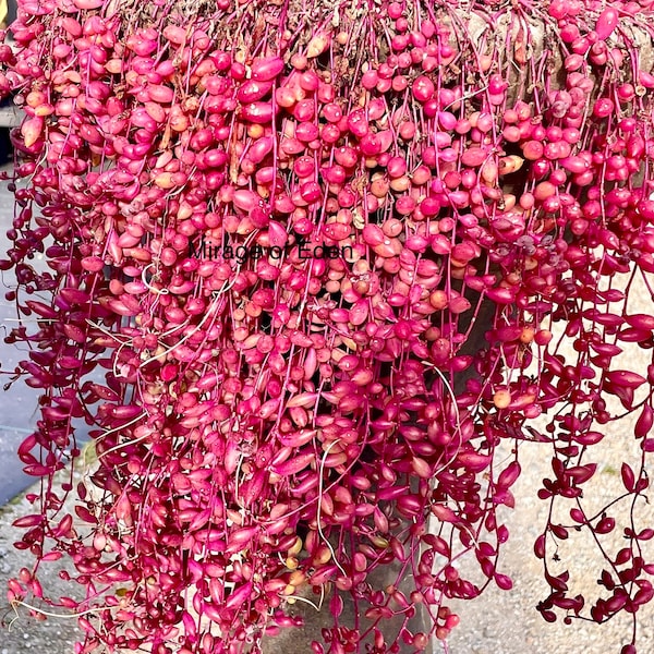 2”, 4”, 6”, 8” Pot or 3 Cuttings Othonna Capensis 'Ruby Necklace' Succulent String Of Rubies, Little Pickles