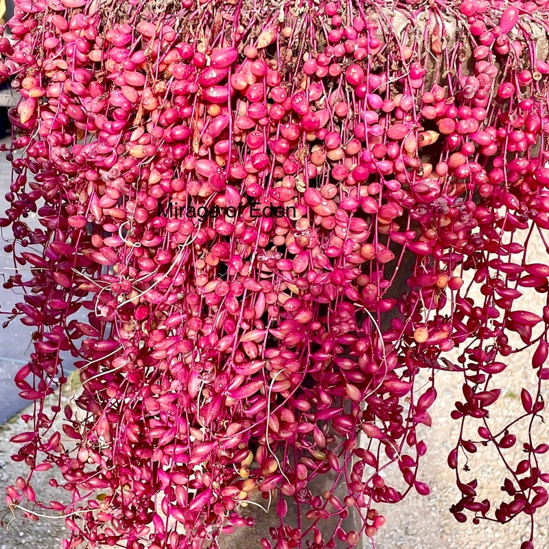 Ruby Succulent Succulent Necklace - Etsy