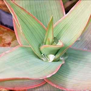 4", 6”, 10” Pot of Aloe Striata Coral Aloe Succulent Plant - Shipped Bare Roots