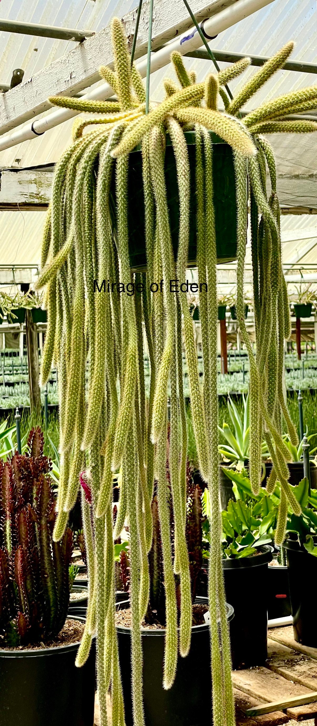 Rat Tail Cactus Plant: Aporocactus Flagelliformis Succulent - Etsy