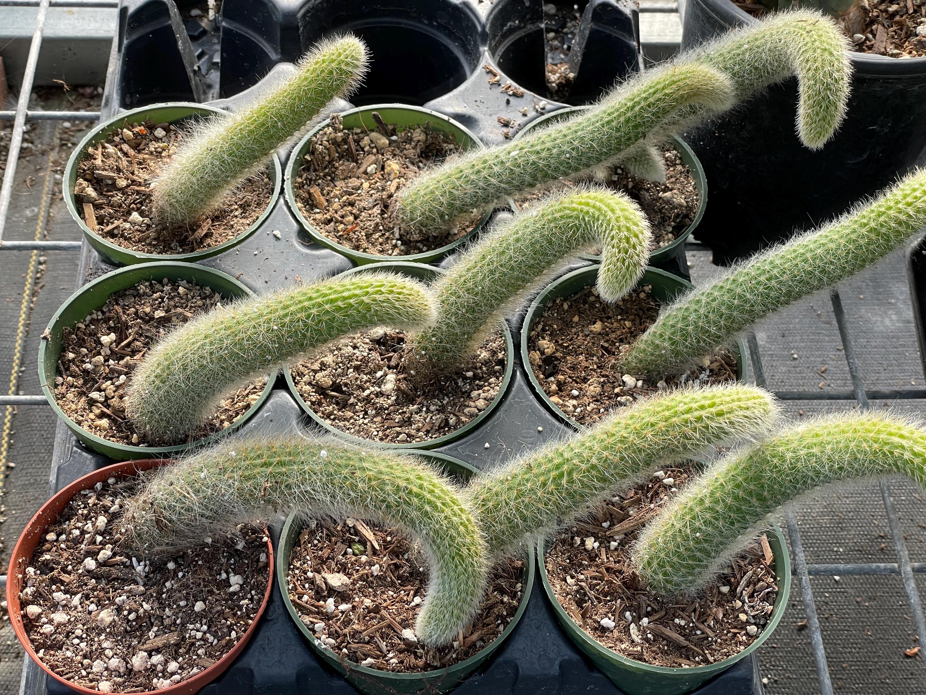 Monkey Tail Cactus - Cleistocactus Colademononis - 4" Pot in Last 2  Pictures (Shipped Bare Roots) - Etsy.de