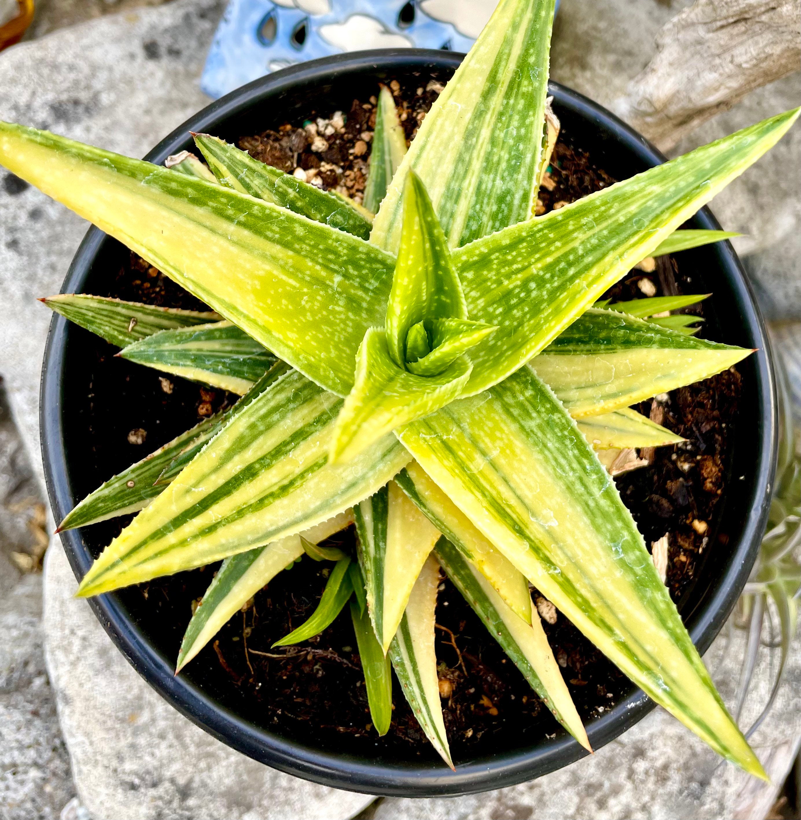 Green Gold Aloe - Etsy