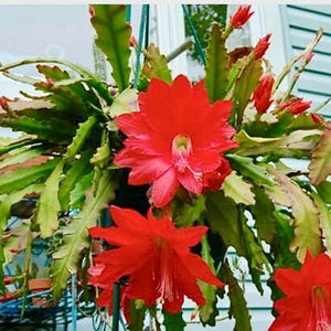 Cuttings of Epiphyllum Orchid Cactus Rare Succulent Plant-Mixed of White, Dark Pink, Peach, and/or Red
