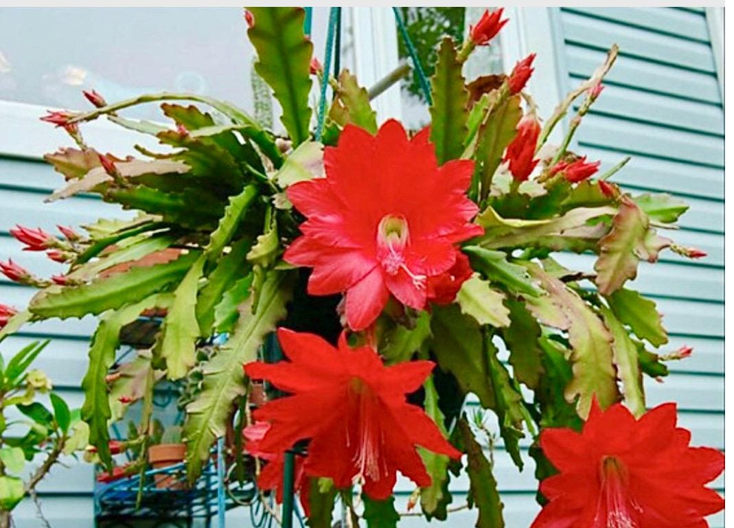 Cuttings of Epiphyllum Orchid Cactus Rare Succulent Plant-Mixed of White, Dark Pink, Peach, and/or Red