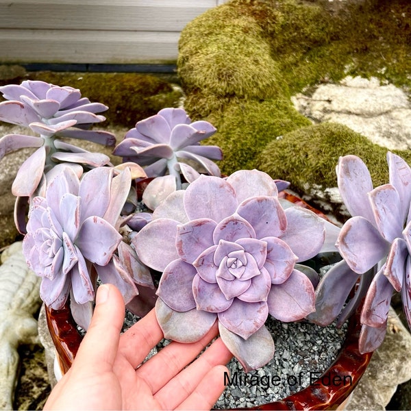 2”, 4", 6”, 8” Pot of Graptopetalum Purple Delight Rare Succulent Plant