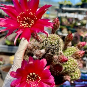 2&quot;, 4&quot; Pot of Echinopsis Rose Quartz Cactus Plant