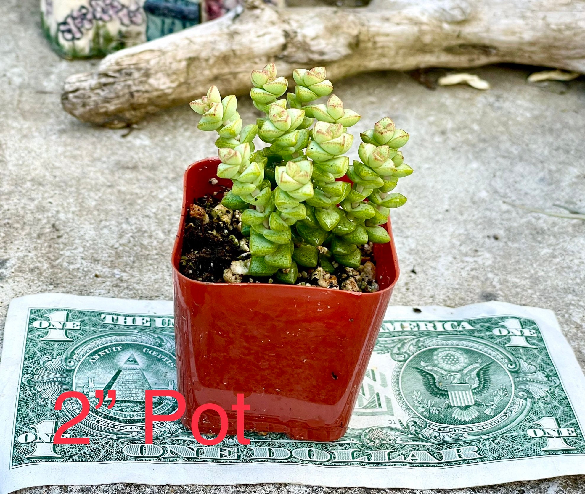 2", 4", 6 Pot of Crassula Tom Thumb Succulent Plant - Etsy