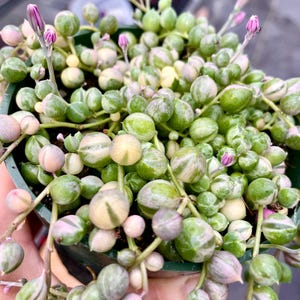 2” 4&quot;, 6”,8” Pot of Variegated String of pearls Rare Succulent Plant -Shipped in a pot