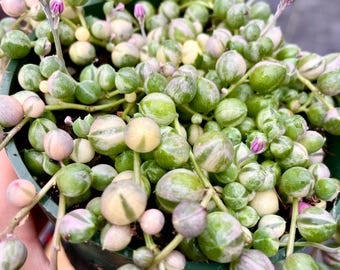 Variegated String of Pearls Succulent Plant - Shipped in Pot