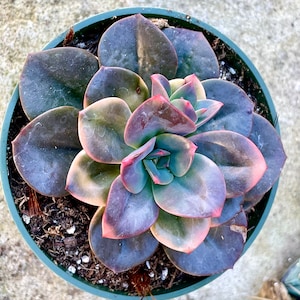 2 4 Pot of Echeveria Chroma Variegated Succulent Plant-See last two pictures for 4 pots image 3