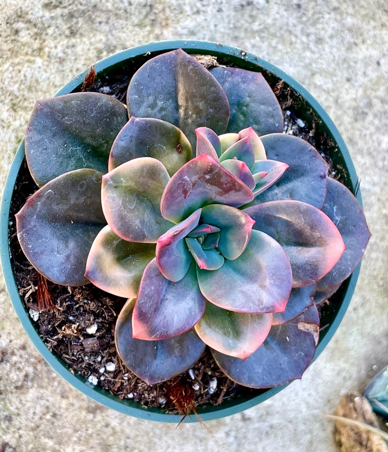 2 4 Pot of Echeveria Chroma Variegated Succulent Plant-See last two pictures for 4 pots image 3