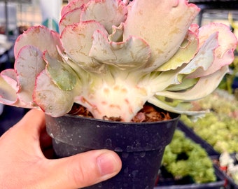 4&quot;, 6” Pot of Echeveria Gibbiflora Cristata, Crested Succulent Plant