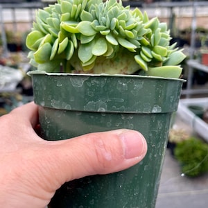 4&quot; Pot of Echeveria Ramillete Cristat Rare Crested Succulent Plant - Shipped in a Pot