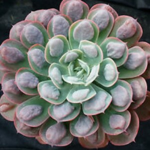 2” 4" Echeveria Raindrop Rare Succulent Plant - Shipped in a Pot
