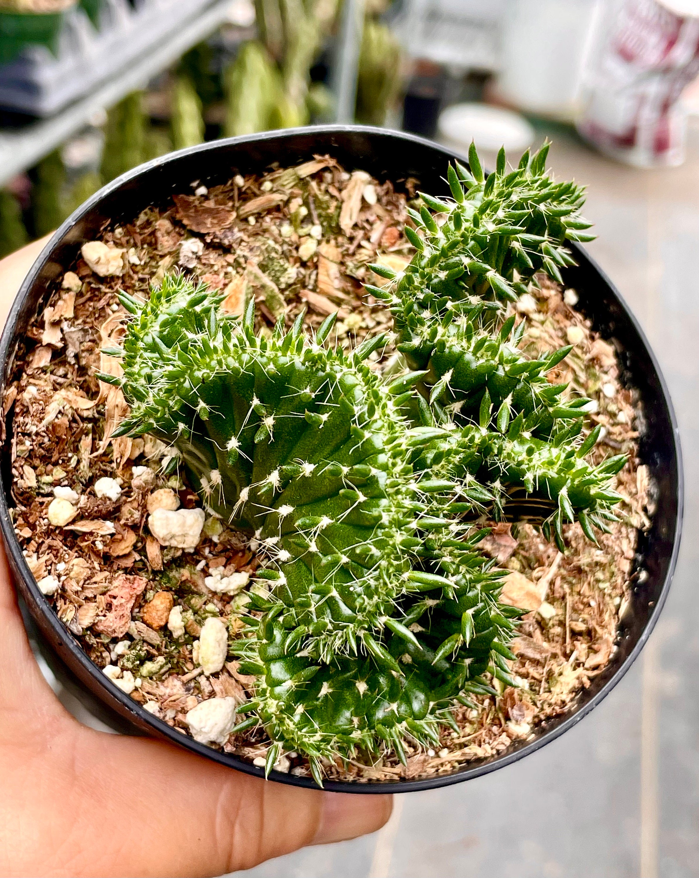 4”, 6”, 8” Pot Crest Cactus, Emerald Idol Cactus, Opuntia