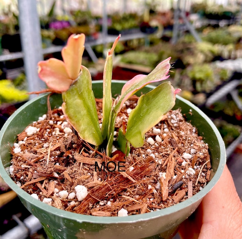 4 Pot of Variegated Christmas Cactus Schlumbergera Norris Rare Succulent Plant image 4