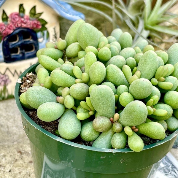 2”, 4" Pot of Fairy Tale Plant, Cotyledon Sinus Alexandri, Dragon Eggs Succulent Plant - Shipped in a Pot