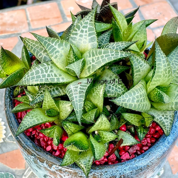 2”, 4" Pot of Haworthia venosa ssp. tessellata, Veined Haworthia, Window Haworthia