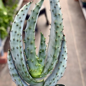 May include: A pale blue-green succulent plant with long, upright, curved leaves. The leaves feature small, sharp, dark-tipped spines along their edges and surfaces. The plant is potted in a small container filled with light-colored gravel stones.